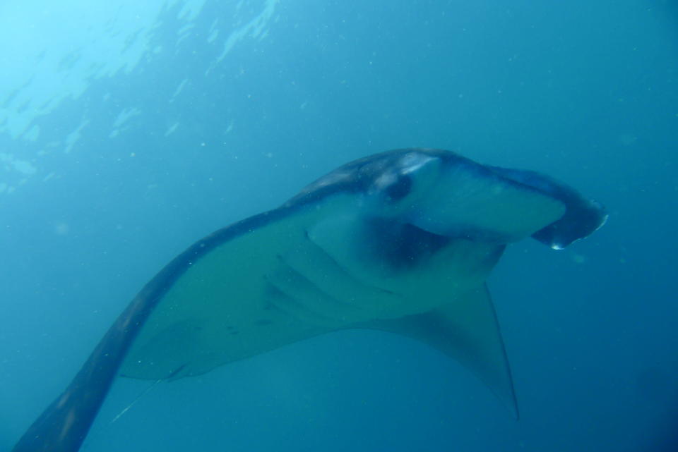 Manta rays are friendly creatures that feed on plankton and small fish. This photo was taken at a 'cleaning station' manta rays go to for regular cleaning by the cleaner wrasse. The cleaner wrasse removes small parasites from the skin and gill cavities of the ray. This picture was taken at Sangalaki, Indonesia.