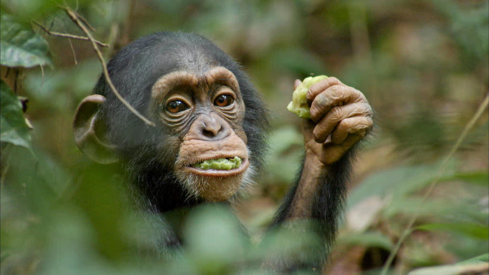 DisneyNature's "Chimpanzee" - 2012