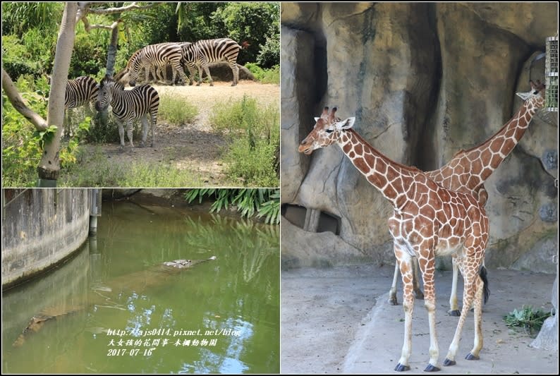 木柵動物園-2017-07-11.jpg