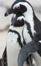 Pinguine leben überwiegend treu. Dabei entscheidet ein Stein zwischen Liebesglück oder einsamen Nächten. Denn Männchen suchen ihrer paarungswilligen Angebeteten den schönsten Stein des Strandes und halten damit um ihre Hand an. Gefällt der Stein dem Weibchen nicht, muss das Männchen weitersuchen. (Bild: iStock / NeilBradfield)