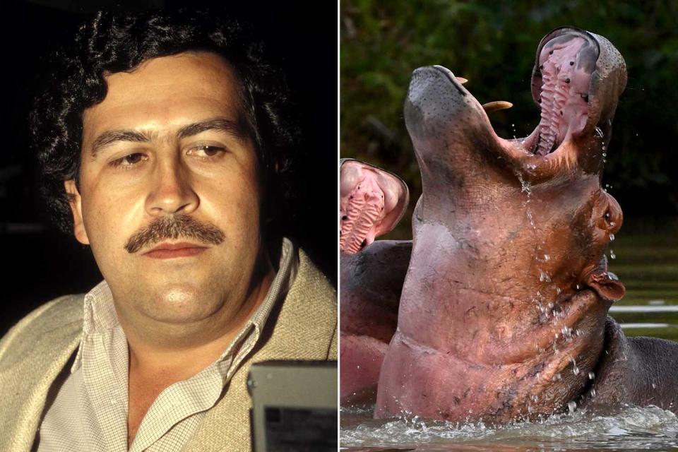 <p>Eric VANDEVILLE/Gamma-Rapho via Getty; AFP via Getty Images</p> Pablo Escobar; a hippo