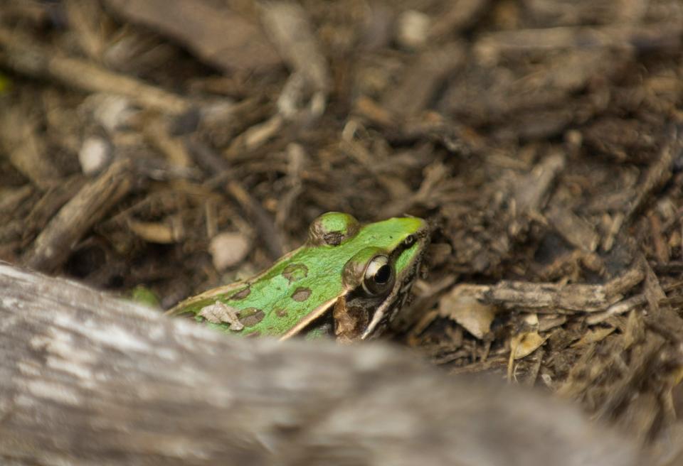 A Southern leopard frog tries to stay hidden under a large piece of wood mulch at at the Eagle Slough Natural Area near Evansville.