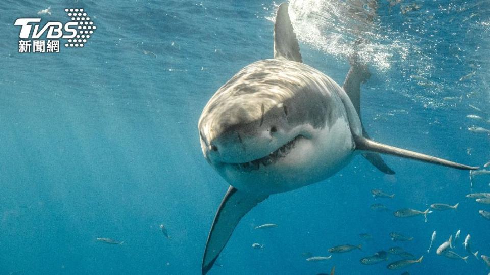澳洲海域近期鯊魚現蹤、攻擊事件頻傳。（示意圖／Shutterstock達志影像）