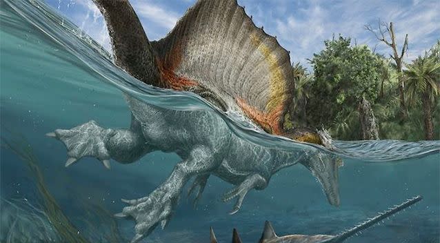 The beast, called Spinosaurus aegyptiacus, was already known to scientists from a long-ago fossil discovery, but most of those bones were destroyed in Germany during World War II. Photo: University of Chicago/National Geographic