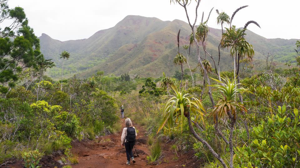 Researchers are setting out to study one of the Tmesipteris oblanceolata populations in Grande Terre in 2023.  - Pol Fernández I Mató