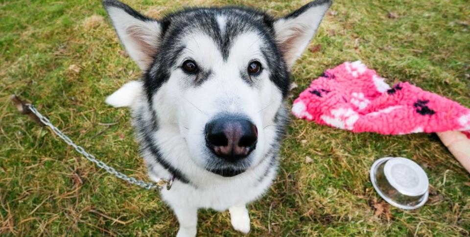 Photo credit: (Editor's note: this is not the actual dog who passed away.)  - Getty Images