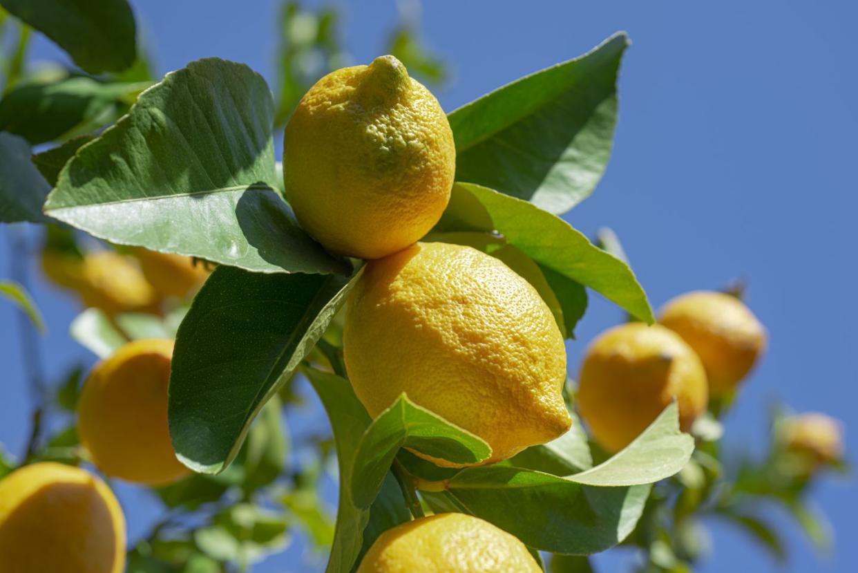 close up of lemon tree