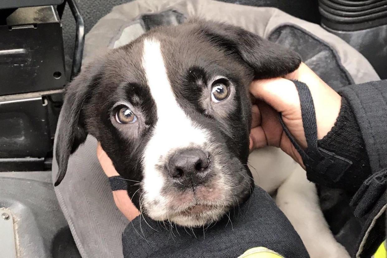 Rescue: The puppy was found cowering on the floor of a house in Harlesden: London Fire Brigade