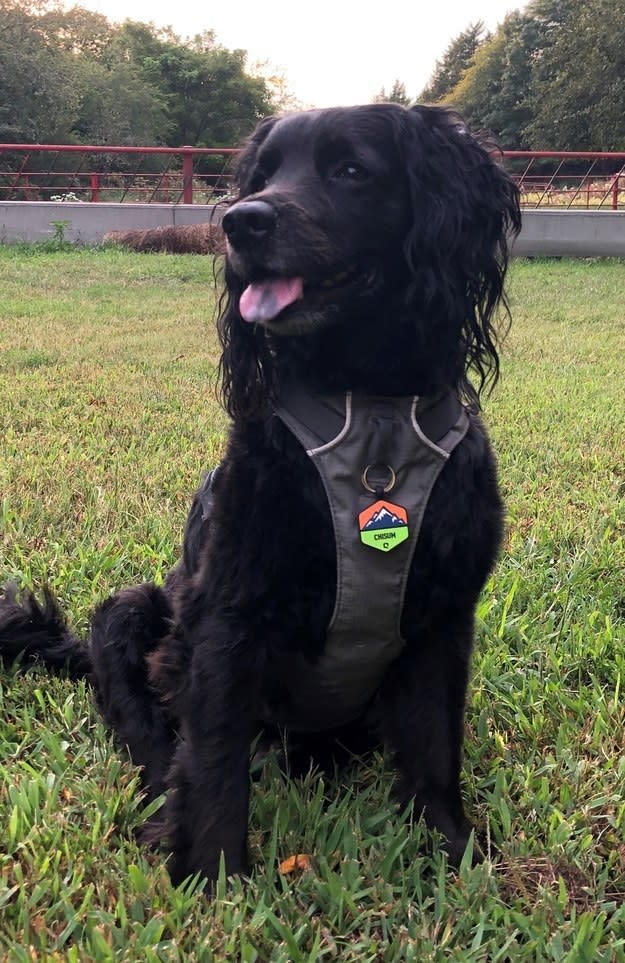 Chisum sitting down in the grass and looking to the left with a smile