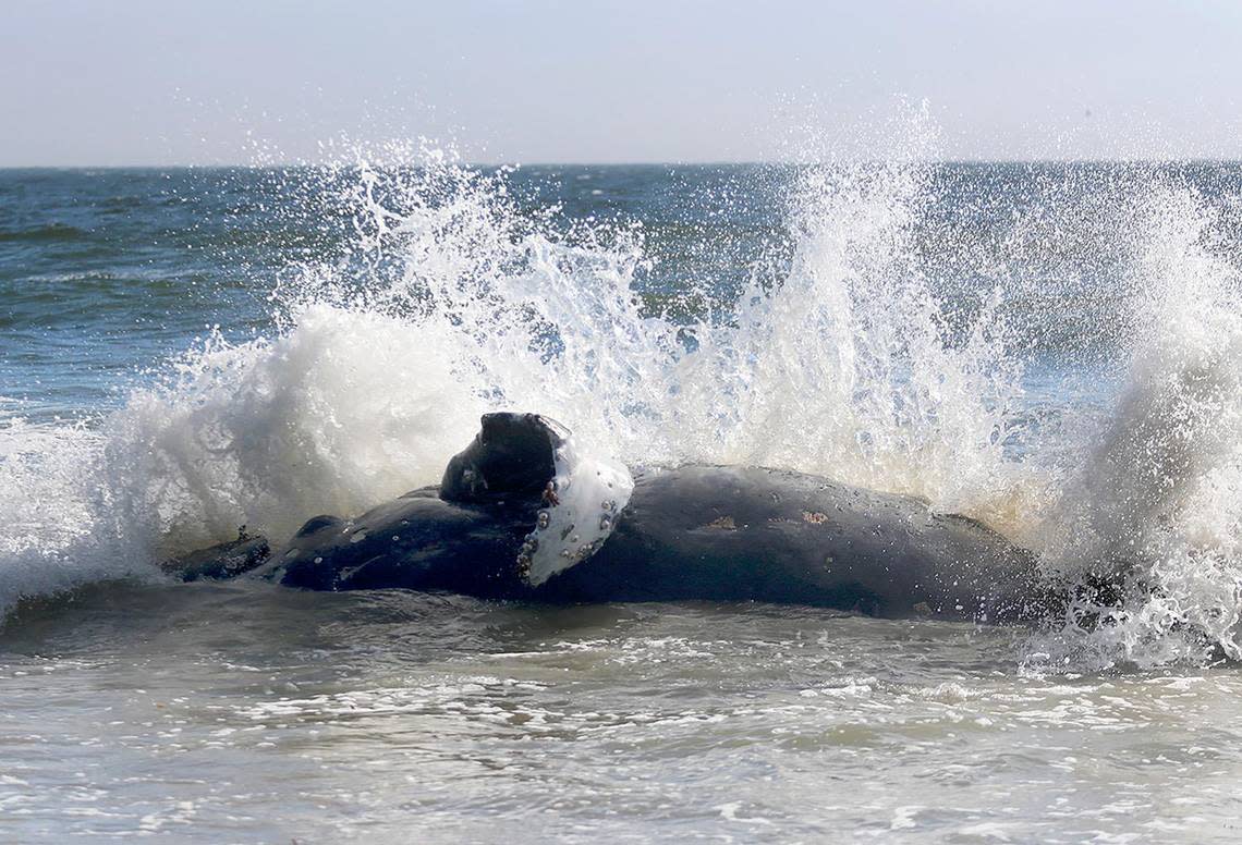 A wave crashes over a dead humpback whale that washed up on the beach south of Cayucos on Saturday, July 9, 2022.