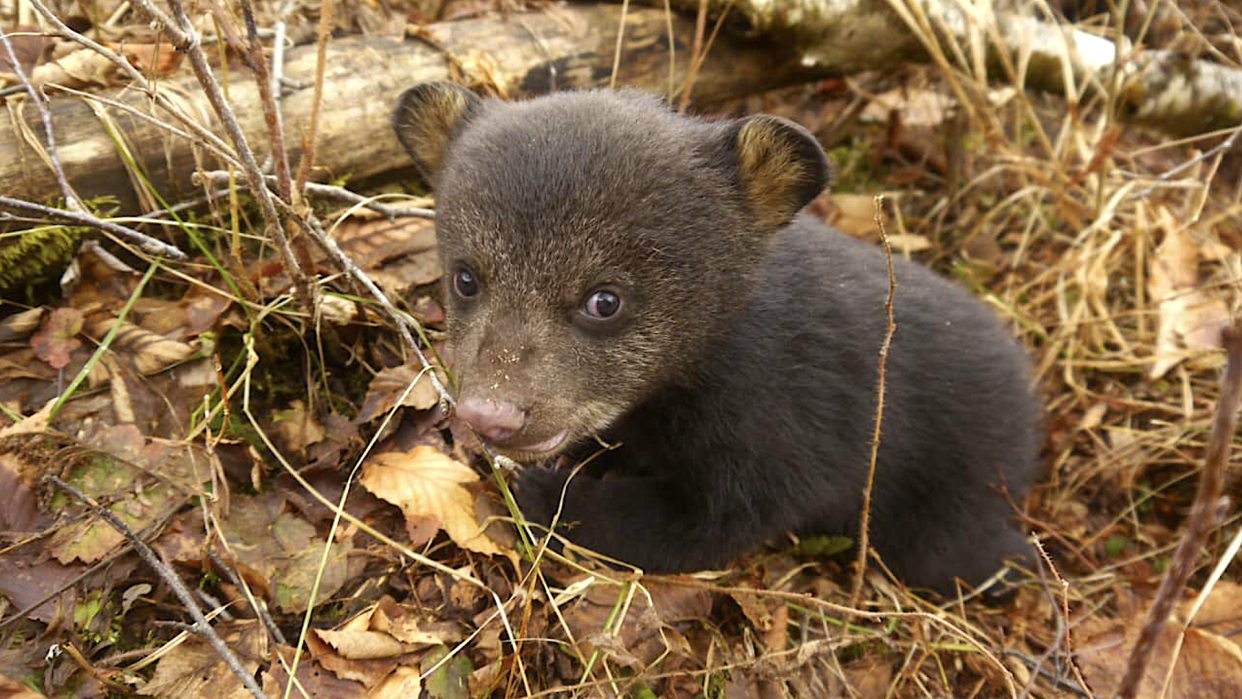  Cure bear cub rescued in Vermont woods. 