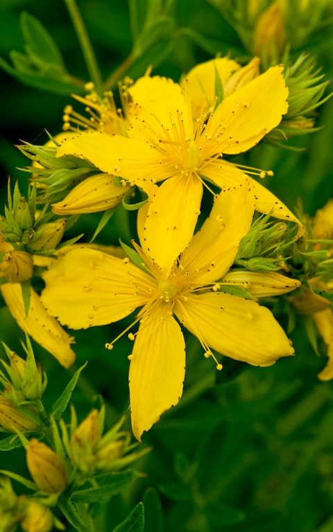 St John's Wort is typically taken for depression, anxiety and seasonal effective disorder - Credit: Alamy