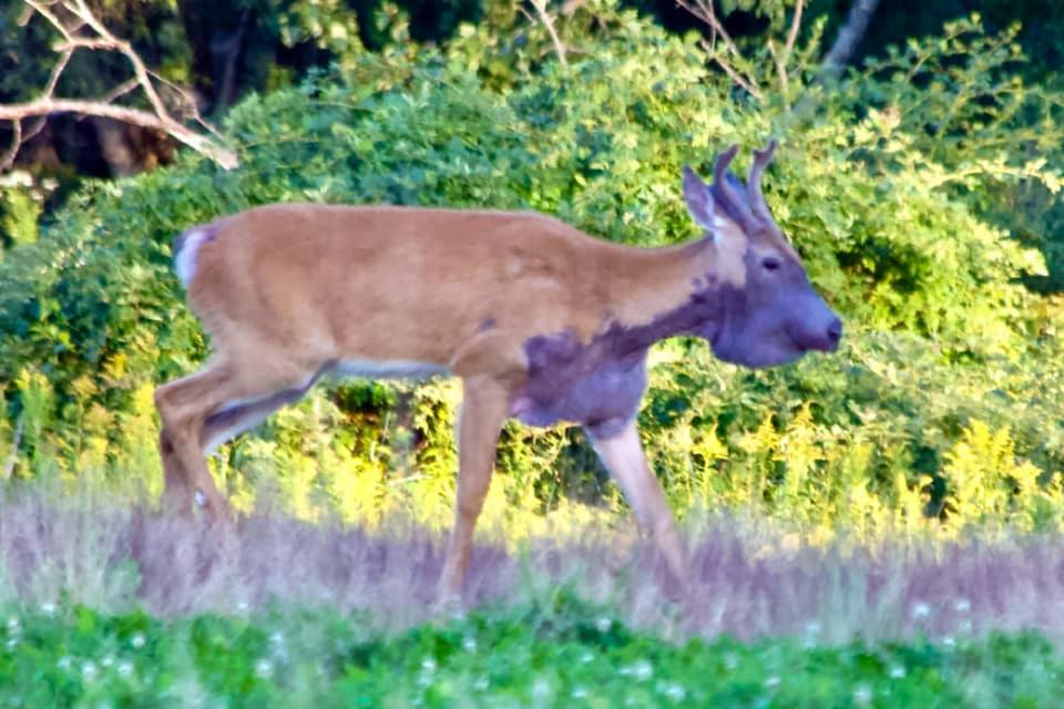 purple bullwinkle deer maine