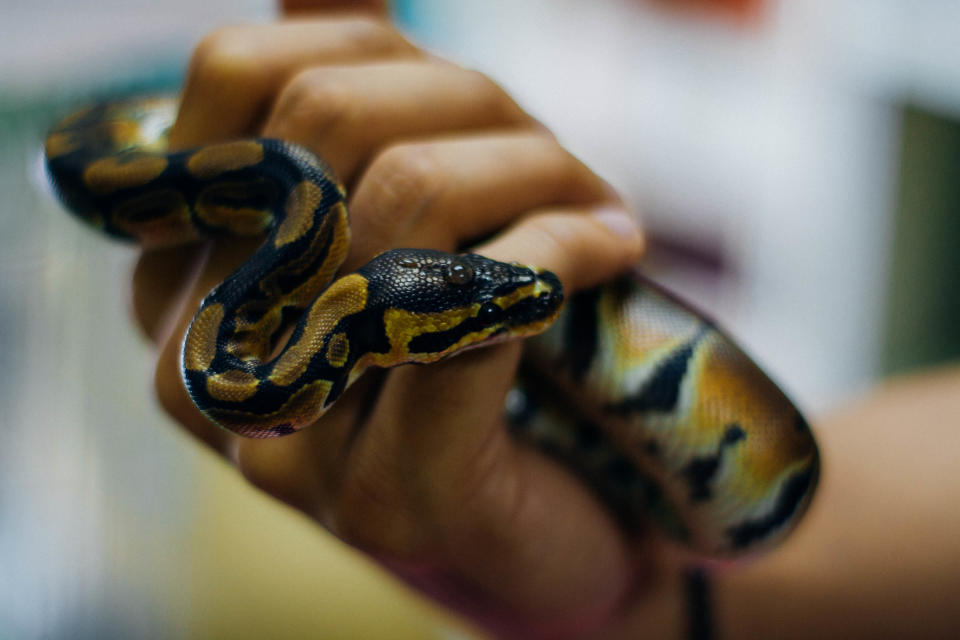 A snake curls around someone's hand.