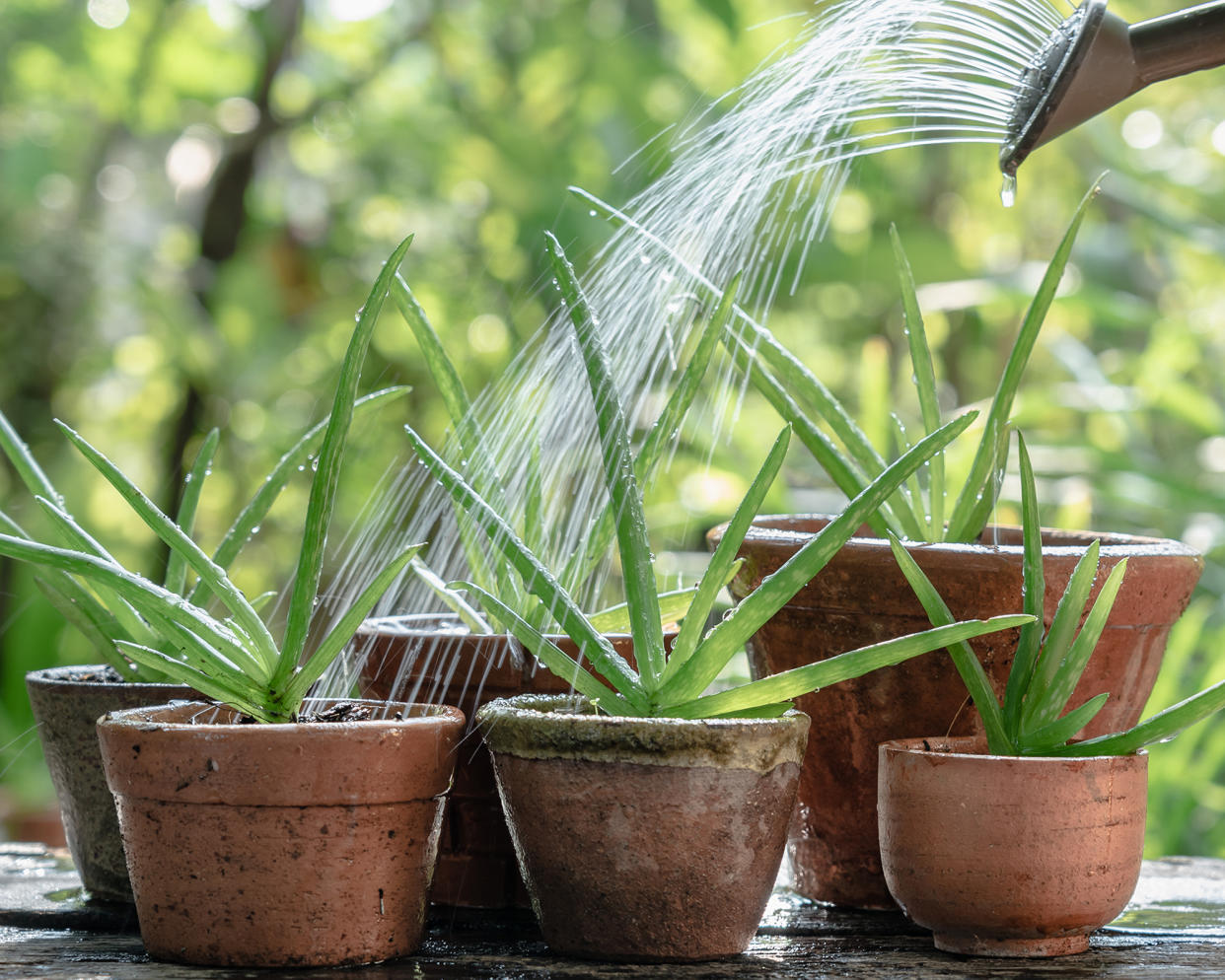  Working out how often to water an aloe vera plant. 