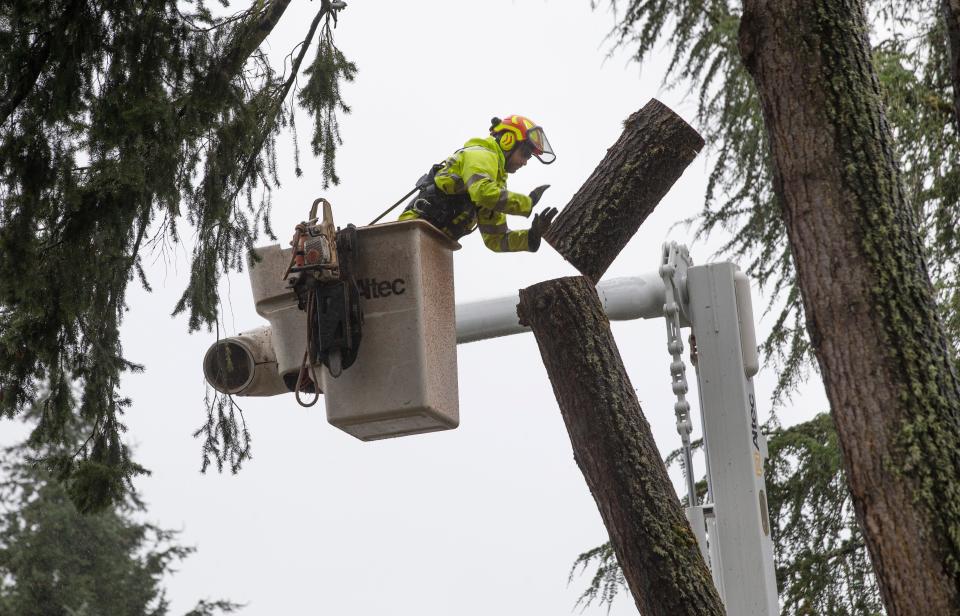 A Eugene Parks and Open Space Urban Forestry team member removes a leaning tree that threatens to fall across Crest Drive and nearby power lines in the Eugene South Hills after a windstorm moved through the area. Utilities across the Willamette Valley reported power outages.