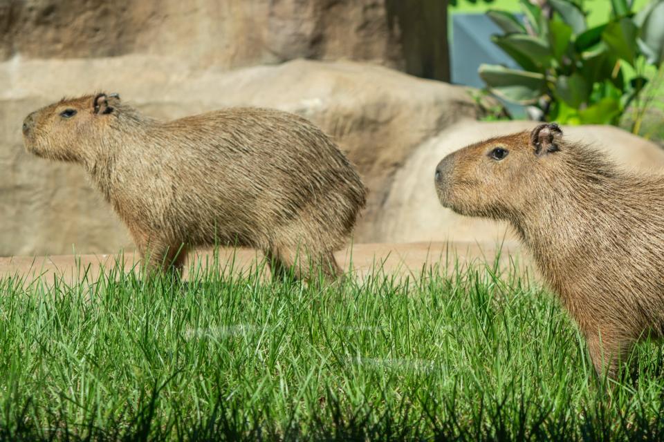 The world's largest rodent, capybaras stay in groups along South American waterways. (Photo by Blake W. Smith)