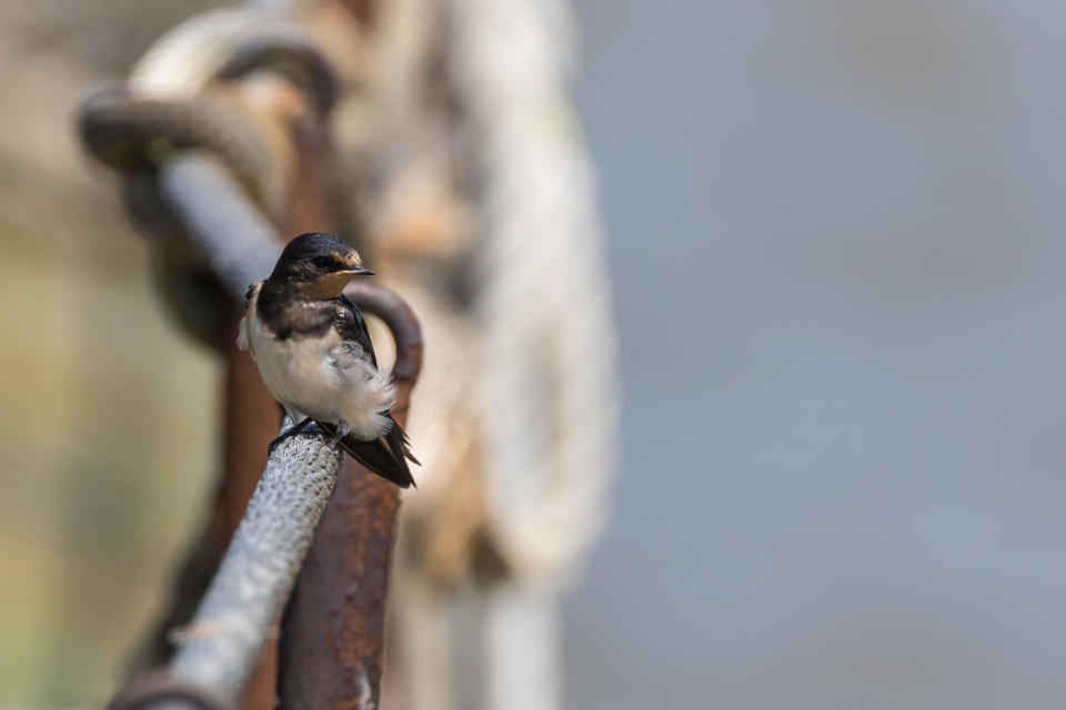 Common swift on fence at Orford Ness National Nature Reserve, Suffolk