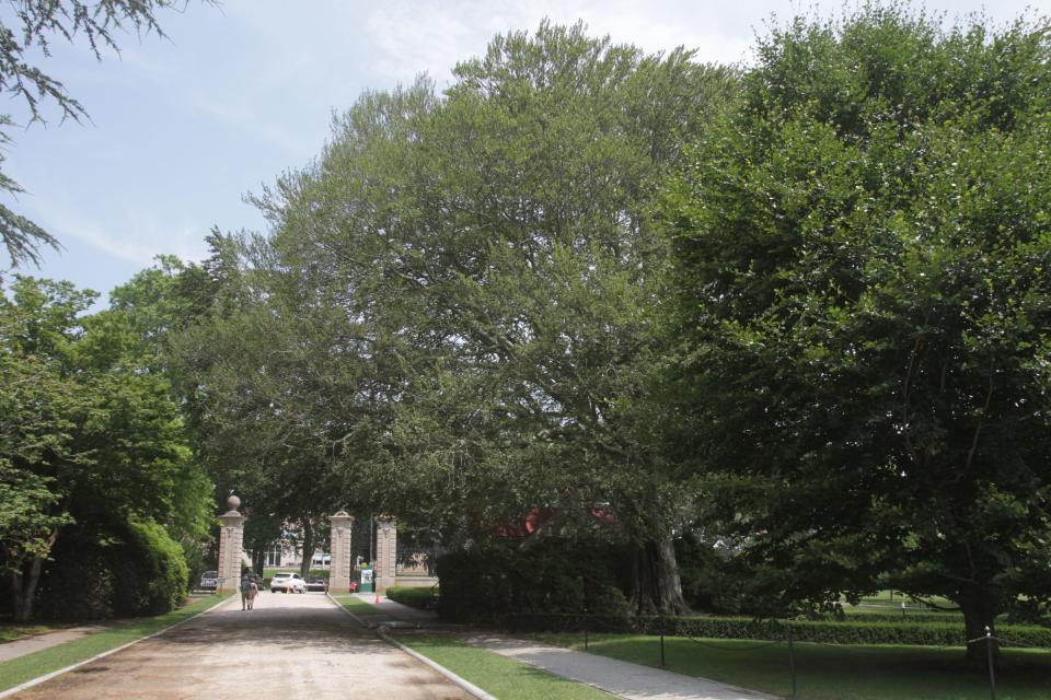 European beech trees in Newport, like the ones on the grounds of the Breakers mansion, are susceptible to a new disease, according to the Newport Tree Conservancy.