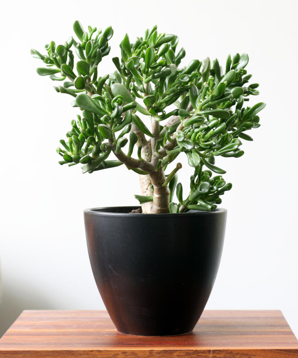 4. Jade Plant (Crassula ovata)