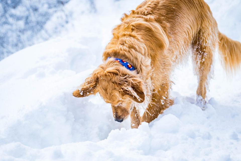  dog digging in snow