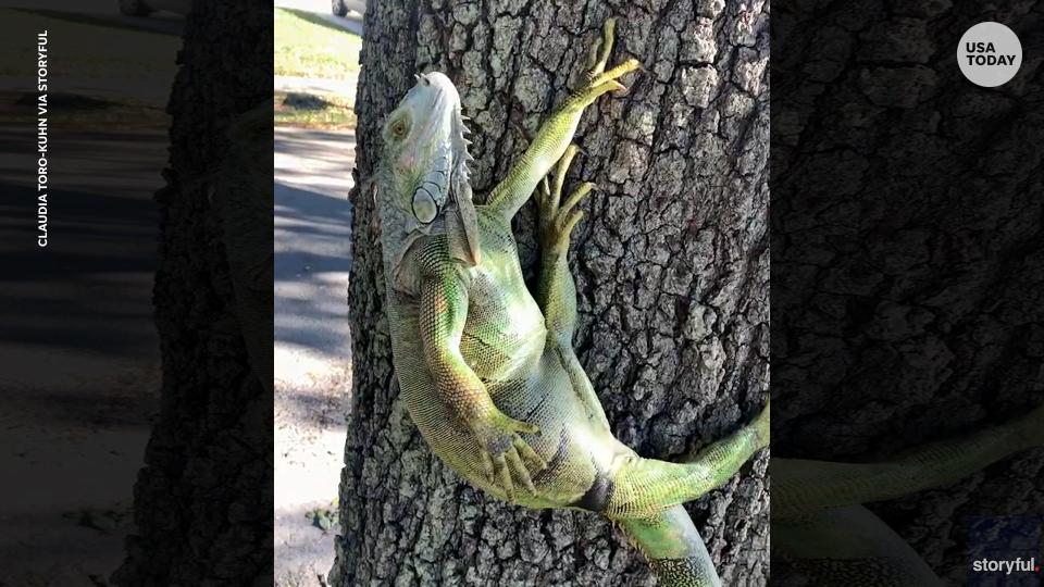 Frozen iguanas falling from trees are a real Florida weather trend