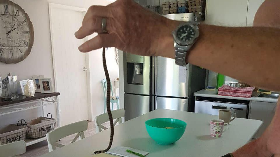 A man submitted this photo after picking up a deadly eastern brown snake. Source: Facebook/Sunshine Coast Snake Catchers