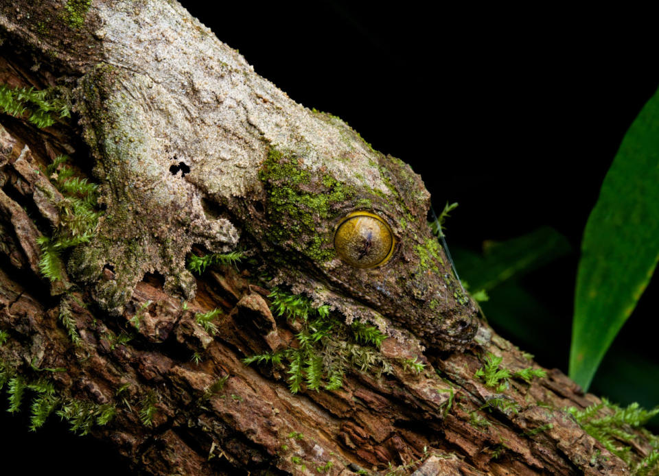 <p>Der Gecko ist ein Bewohner des Regenwaldes und liefert sich mit seinen Mitbewohnern einen beachtlichen Wettbewerb im Verstecken. Nur seine Augen verraten ihn. Diese schließt er aber, wenn er sich von Fressfeinden bedroht fühlt. (Bild: Caters)</p><p>Source: Yahoo Nachrichten</p>