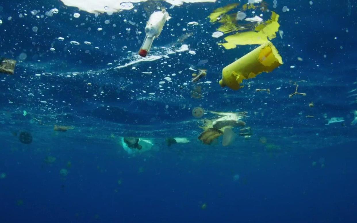 The study found that baby fish are ingesting and growing up around plastic - BBC blue planet
