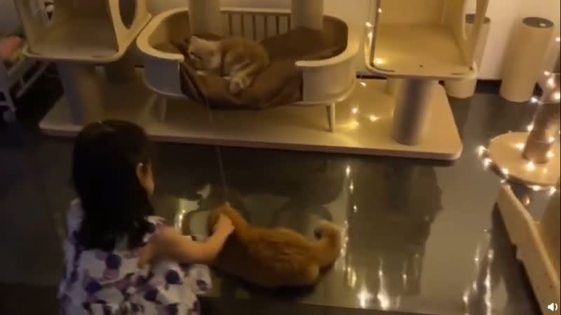 章子怡家中的豪華貓架。