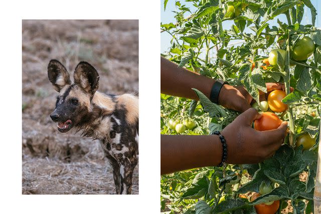 <p>Khadija Farah</p> From left: A wild dog in Lower Zambezi National Park licks its lips after a hunt; tomatoes grown at the Bushcamp Company's garden at Mfuwe.