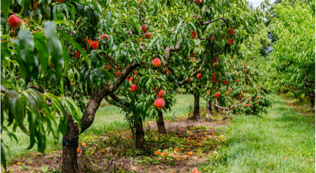 Verger : réussir la plantation d'un arbre fruitier