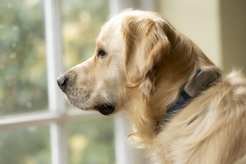 Window-lit dog portrait