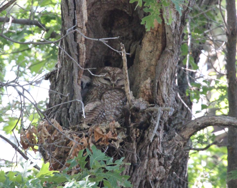 A female Mexican spotted owl with her owlets behind her in an oak tree.