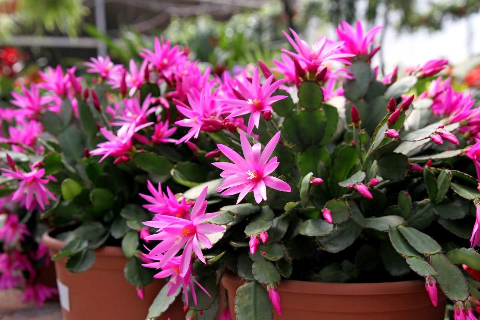 4) Easter Cactus