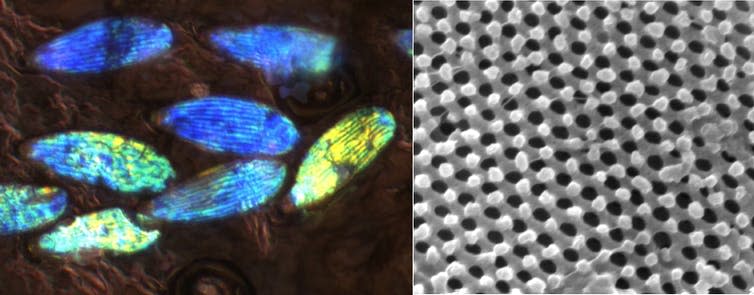 <span class="caption">The crystals were identified with a microscope and electron microscope.</span> <span class="attribution"><span class="source">University College Cork</span></span>