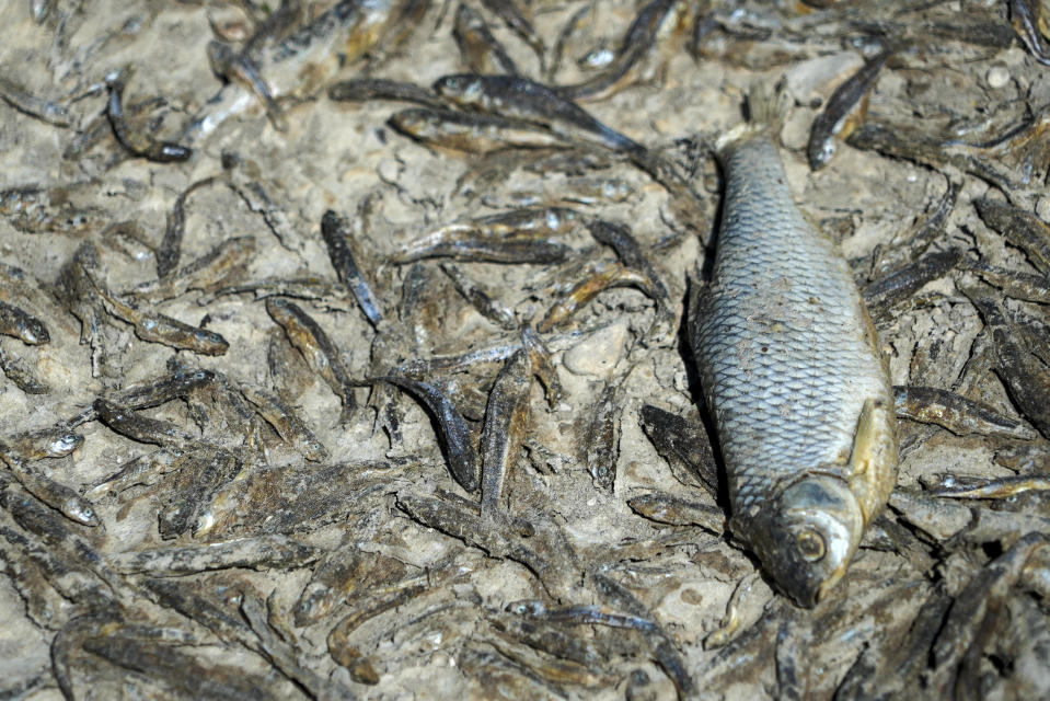 Dead fish lay on the dried-up bed of the river Tille in Lux, France, Tuesday Aug. 9, 2022. Burgundy, home to the source of the Seine River which runs through Paris, normally is a very green region. This year, grass turned yellow, depriving livestock from fresh food, and tractors send giant clouds of dust in the air as farmers work in their dry fields. (AP Photo/Nicholas Garriga)