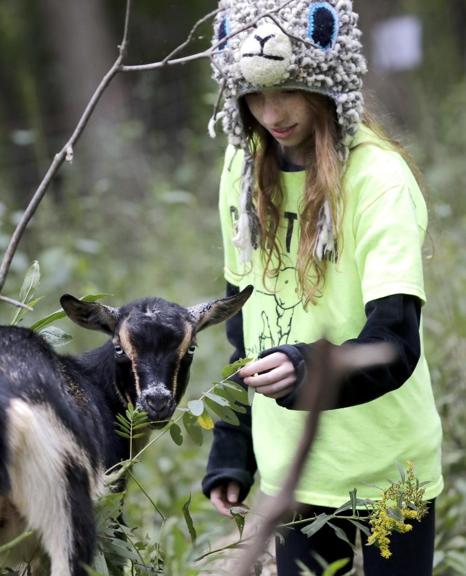 Goat team volunteer Adalee MacDonald helps a goat, from Mulberry Lane Farm, find plants at Kaukauna's 1000 Islands Environmental Center on Sept. 27, 2022, in Kaukauna, Wis. The nature center is using goats to help with invasive species control.