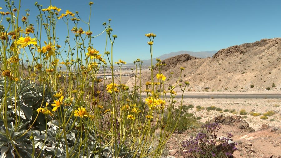 Conservation groups and some community members are looking to turn public land on the outskirts of east Las Vegas into a national monument. (KLAS)