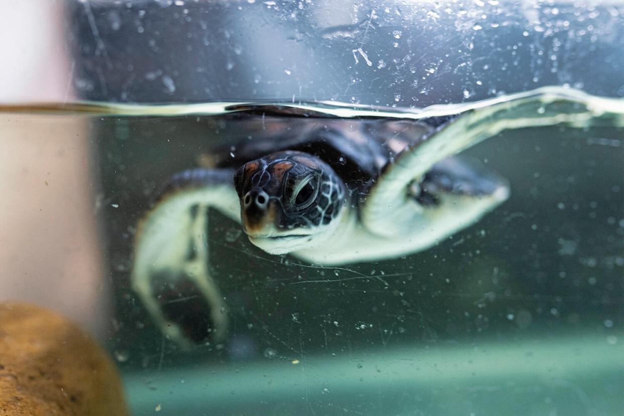 Tiny turtle pooed ‘pure plastic’ for six days after rescue from Sydney beach