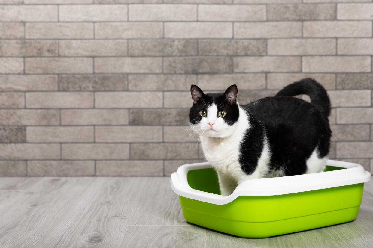 Cat litter shortages hit brands like Fresh Step. Here's how to adjust.