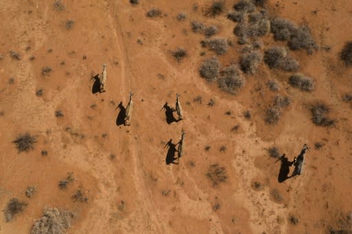 Waterbucks run through the Thuru Lodge game reserve