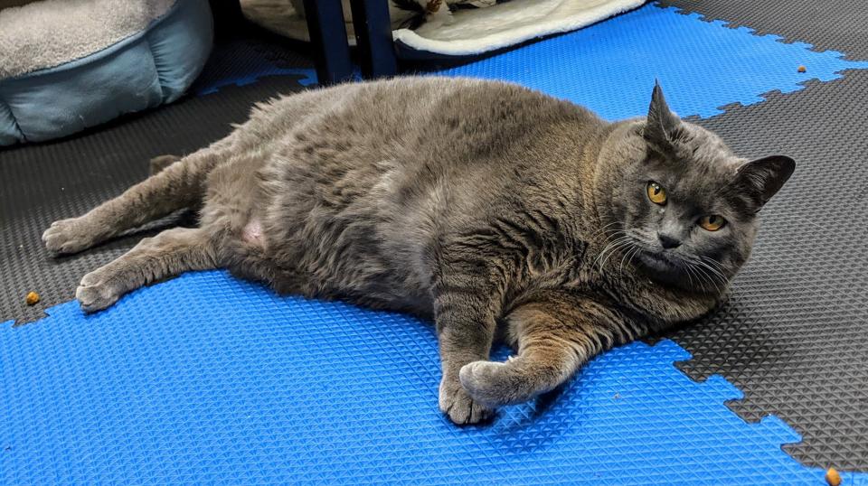 Cinder-block in repose.&nbsp; (Photo: Brita Kiffney/Northshore Veterinary Hospital)