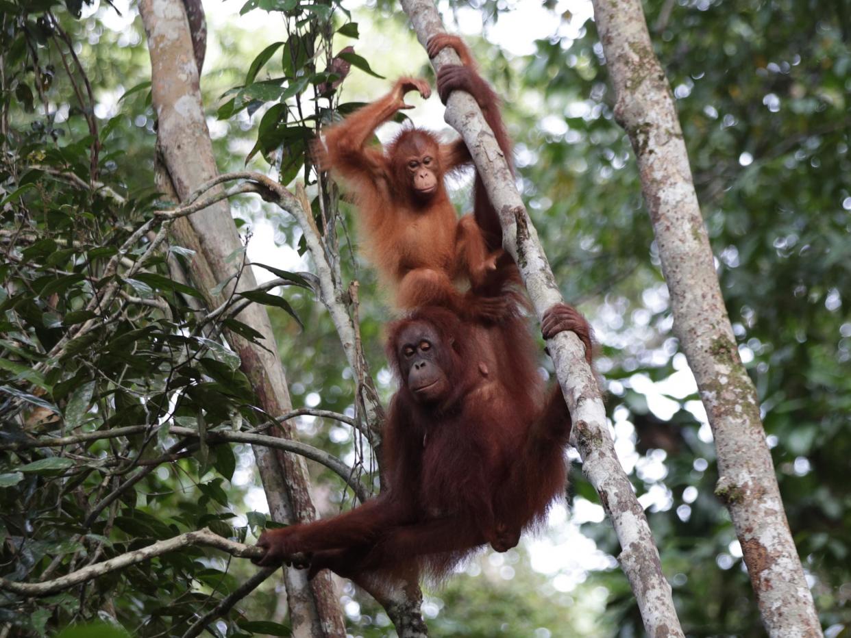 Orangutans have few predators apart from humans: Getty