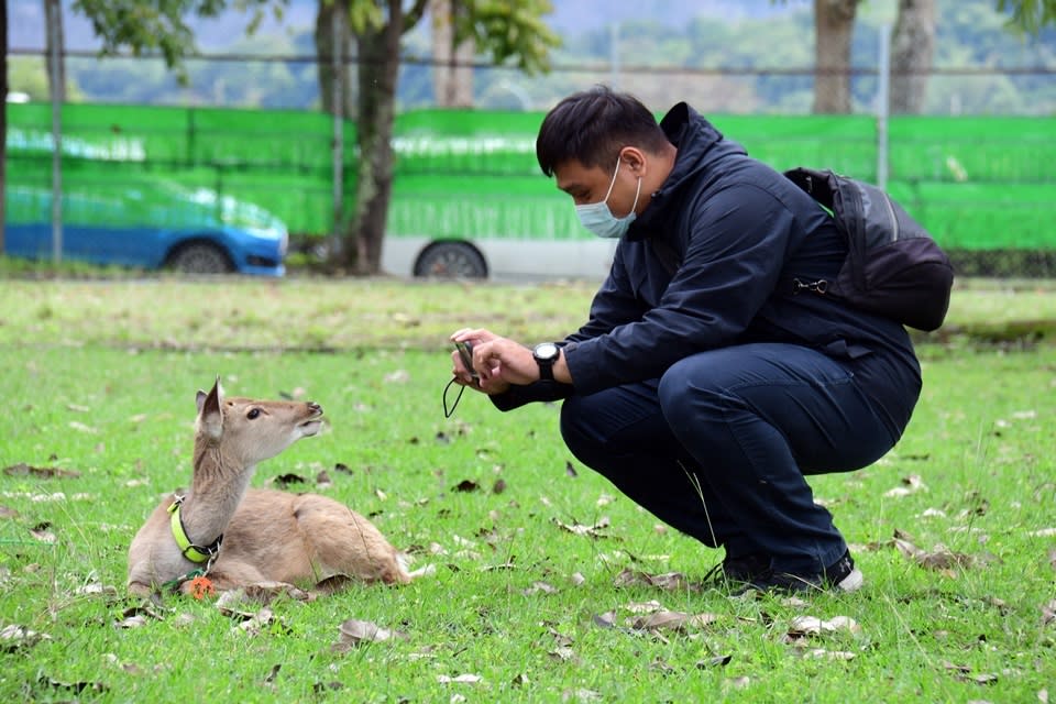 鹿野鄉梅花鹿公園經營模式以放牧為主，遊客與溫馴小鹿零距離。