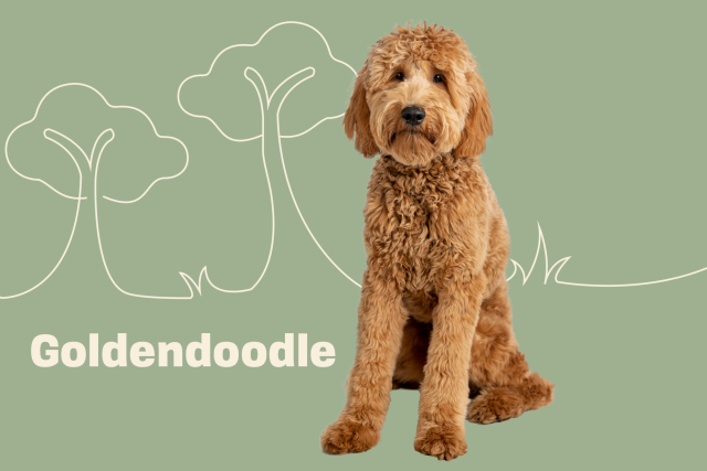 should goldendoodles be trimmed