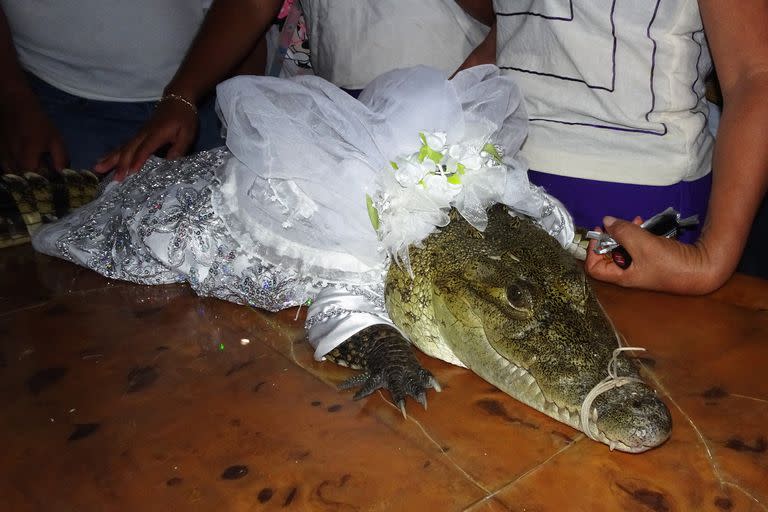 A spectacled caiman (Caiman crocodilus) called 