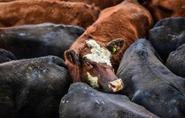 El Rojo empató y se quedó con las ganas de más - Cañuelas al día