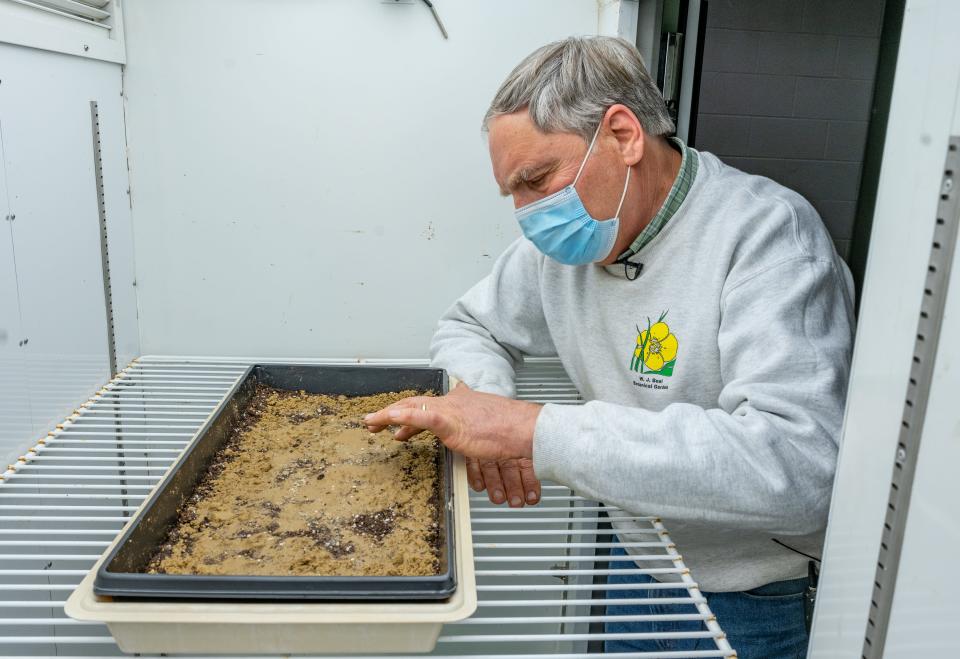 Frank Telewski, curator of the W. J. Beal Botanical Garden and Campus Arboretum, spread seeds,from the Beal Bottle, in a tray in th growth lab.