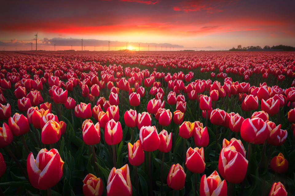 Photographer captures stunning tulip fields